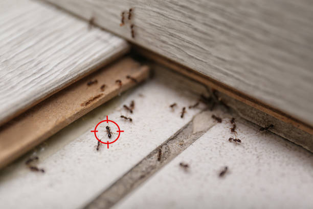 Best Best Pest Control Companies  in Lipatria, CA