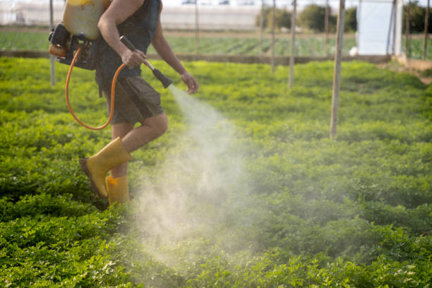 Best Pest Inspection Near Me  in Lipatria, CA
