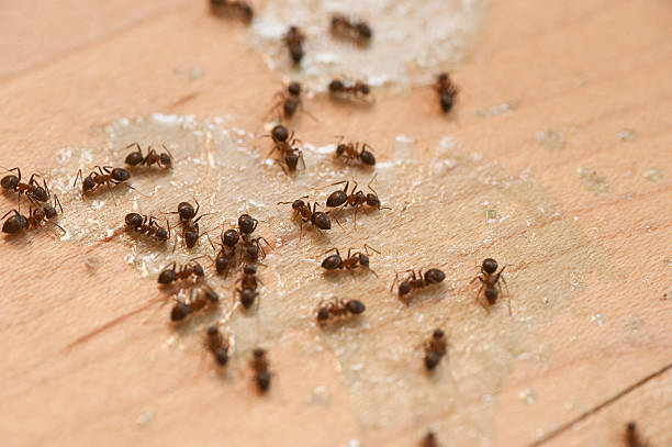 Best Ant Control Services  in Lipatria, CA