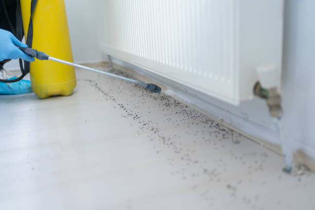 Best Insect Control  in Lipatria, CA